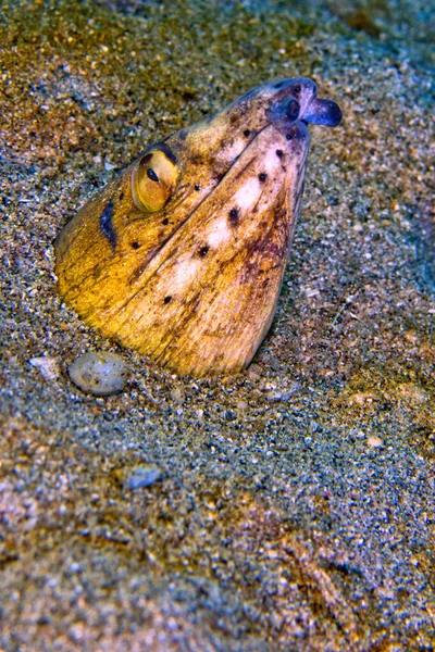 Siyah Yüzgeçli Yılan Balığı Ophichthus Melanochir Bunaken Ulusal Deniz Parkı — Stok fotoğraf