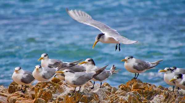 Greater Crested Tern Thalasseus Bergii Walker Bay Nature Reserve Gansbaai — Fotografia de Stock