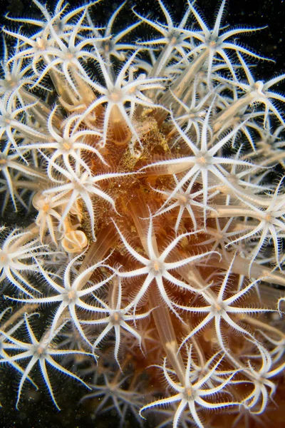 Sea Pen, Cavernularia obesa, Coral Reef, Lembeh, North Sulawesi, Indonesia, Asia
