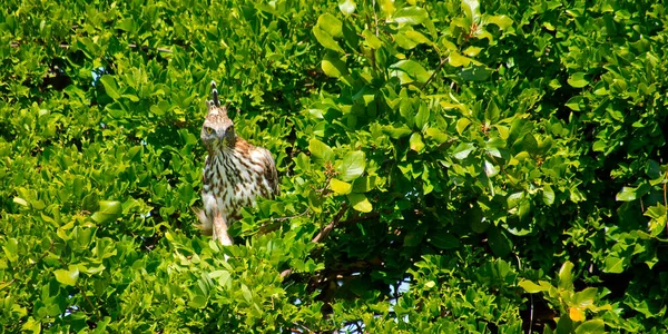 Schopfseeadler Wechselhafter Falkenadler Nisaetu Cirrhatus Udawalawe Nationalpark Sri Lanka Asien — Stockfoto