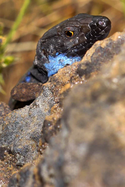 Palma Lizard Sizeable Lizard Wall Lizard Lagarto Tizon Gallotia Galloti — Stock Photo, Image