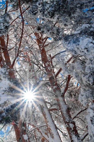 Snowy Pines Scots Pine Pinus Sylvestris Sierra Guadarrama National Park — Φωτογραφία Αρχείου