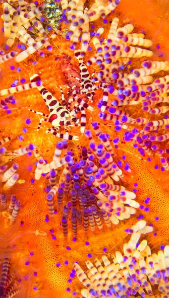 Coleman Shrimp, Periclimenes colemani, Sea Urchin, Variable Fire Urchin, Asthenosoma varium, Coral Reef, Lembeh, North Sulawesi, Indonesia, Asia