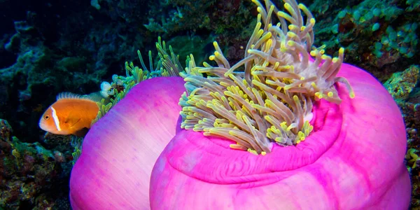 Blackfinned Anemonefish Amphiprion Nigripes Magnificent Sea Anemone Heteractis Maja Coral — стокове фото