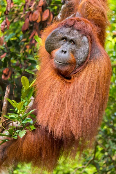 Orangutan Pongo Pygmaeus Sekonyer River Tanjung Puting National Park Kalimantan — 图库照片
