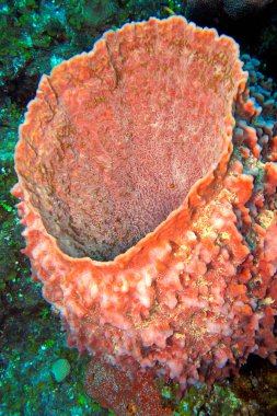 Sünger, Mercan Resifi, Karayip Denizi, Isla de la Juventud, Küba, Amerika