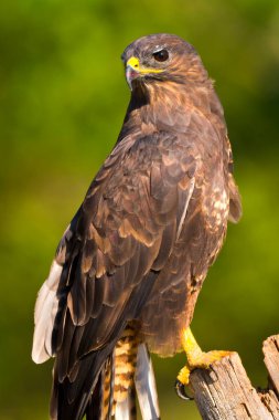 Şahin, Buteo buteo, Akdeniz Ormanı, Kastilya Leon, İspanya, Avrupa