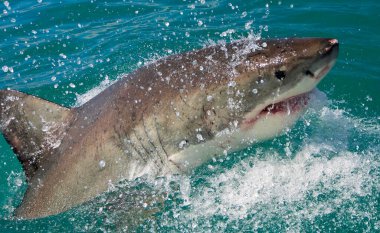Büyük Beyaz Köpekbalığı, Carcharodon Carcharias, Gansbaai, Batı Burnu, Güney Afrika, Afrika