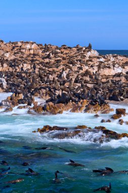 Cape Fur Seals, Arctocephalus pusillus, Shark Alley, Geyser Rock, Dyer Adası, Gansbaai, Batı Burnu, Güney Afrika, Afrika