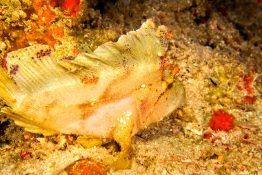 Yaprak Akrep Balığı, Kağıt Balığı, Taenianotus üçkanthus, Mercan Resifi, Güney Ari Atolü, Maldivler, Hint Okyanusu, Asya