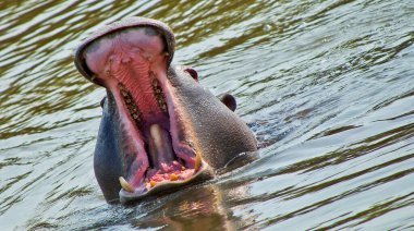 Hippo, Hippopotamus, Hippopotamus amfibi, Kruger Ulusal Parkı, Mpumalanga, Güney Afrika, Afrika