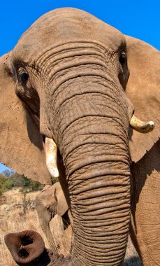 Fil, Loxodonta Africana, Vahşi Yaşam Rezervi, Güney Afrika, Afrika