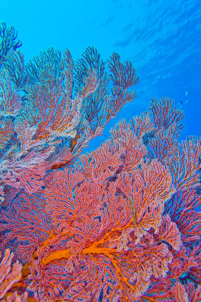 Sea Fan Sea Whips Gorgonian Coral Reef Bunaken National Marine — Stock fotografie