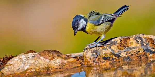 Great Tit Parus Major Forest Pond Castile Leon Spain Europe — ストック写真