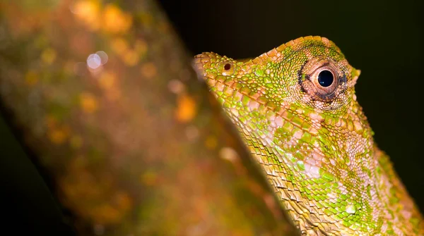 Список Викопних Птахів Lizard Lyriocephalus Scutatus Sinharaja National Park Rain — стокове фото