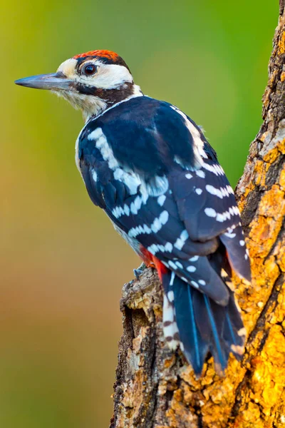 Great Spotted Woodpecker Dendrocopos Major Mediterranean Forest Castle Leon Испания — стоковое фото