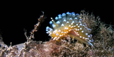 Sea Slug, Janolus kriteri, Cabo Cope Puntas del Calnegre Bölge Parkı, Akdeniz, Murcia, İspanya, Avrupa  