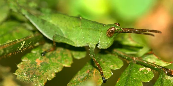 Grasshopper Tropical Rainforest Nano River Basin Amazonia エクアドル 南アメリカ アメリカ — ストック写真