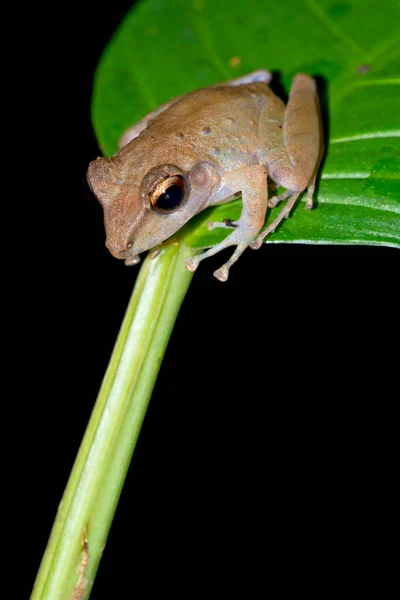 Rana Tropicale Foresta Pluviale Tropicale Parco Nazionale Del Corcovado Area — Foto Stock