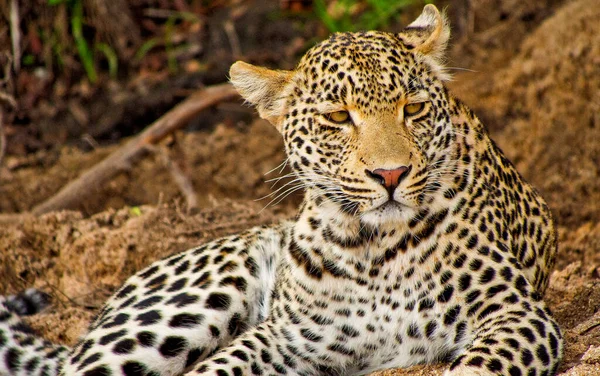 Leopard Panthera Pardus Kruger National Park Mumalanga South Africa Africa — стокове фото