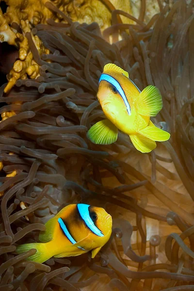 Red Sea Clownfish Two Tuned Anemonefish Amphiprion Bicintus Coral Reef — 스톡 사진