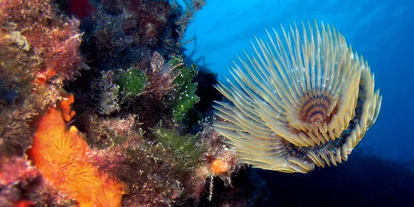 Tubeworm Fan Worm Spirographis Spirographis Spallanzani Feather Duster Worms Tube — стокове фото