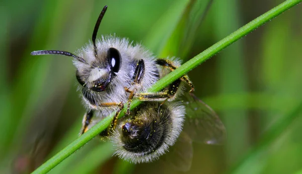 Bee Sierra Guadarrama Ulusal Parkı Segovia Castilla Leon Spanya Avrupa — Stok fotoğraf