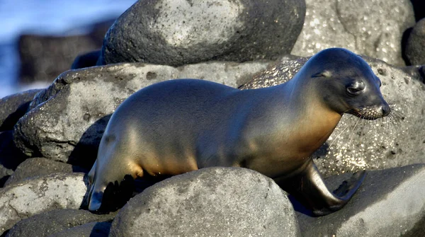 Galapagos Sea Lion Zalophus Wollebaeki Galapagos National Park Galapagos Eilanden — Stockfoto