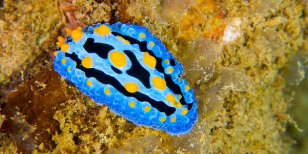 Limace Marine Phyllidia Bleu Ciel Phyllidia Coelestis Dorid Nudibranch Bunaken — Photo