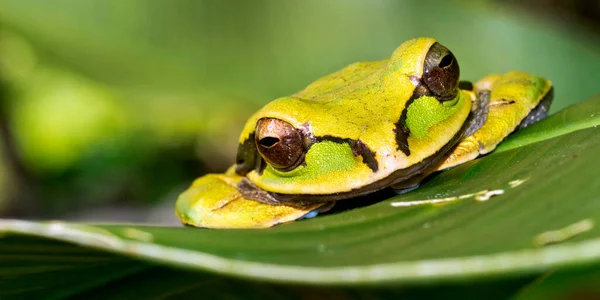 Новая Гранадская Крестоногая Лягушка Tree Frog Smilisca Phaeota Felicial Raegest — стоковое фото