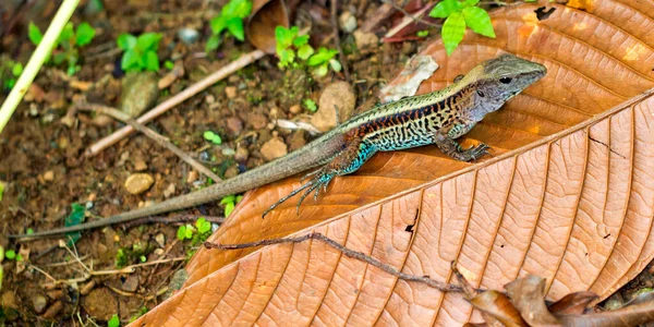 Ameiva Lizard Tropical Rainforest Corcovado National Park Osa Conservation Area — стокове фото