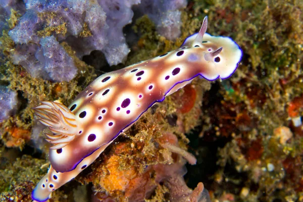 Sea Slug Dorid Nudibranch Tryon Risbecia Risbecia Tryoni Coral Reef — Photo