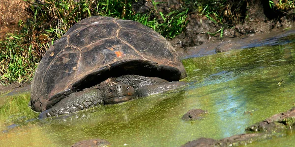 Gaalpagos Giant Tortoise Chelonoidis Nigra Ilhas Galpagos Parque Nacional Das — Fotografia de Stock