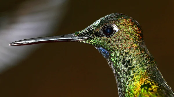 Kolibri Maquipucuna Cloudforest Reserve Regenwald Provinz Pichincha Ecuador Amerika — Stockfoto