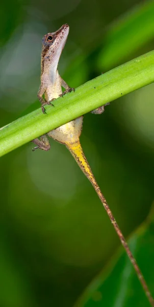 Anolis Anole Lizard Tropical Rainforest Marino Ballena National Park Uvita — Stock Photo, Image