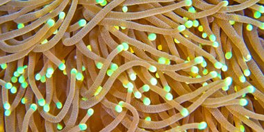 Euphyllia, Hammer Coral, Stony Coral, Branching Coral, Lembeh, North Sulawesi, Endonezya, Asya