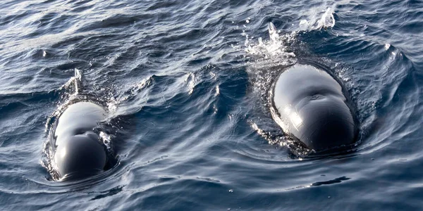 Long Finned Pilot Whale Globicephale Melas Estrecho Natural Park Strait — Stock Photo, Image