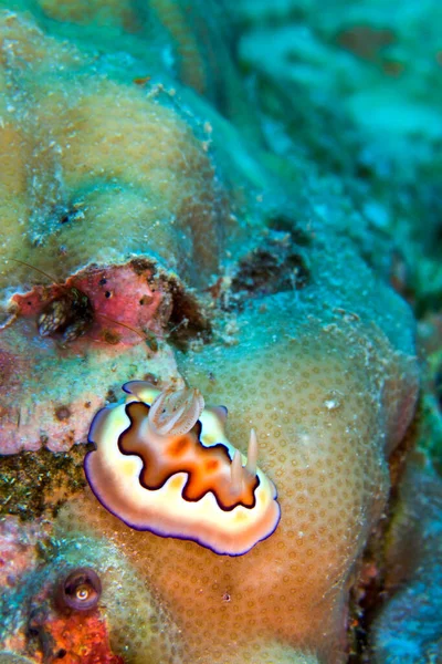 Sea Slug Dorid Nudibranch Chromodoris Chromodoris Coi Coral Reef Bunaken — Fotografia de Stock