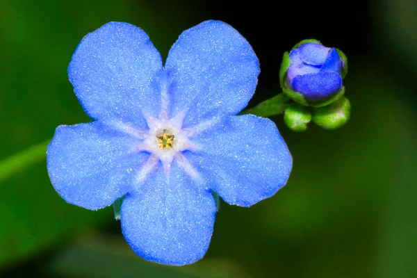 Wildflower Sierra Guadarrama National Park Segovia Castilla Leon Spain Europe — стокове фото