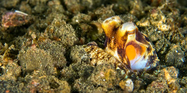 Кокос Octopus Amphioctopus Marginatus Lembeh North Sulawesi Indonesia Asia — стокове фото