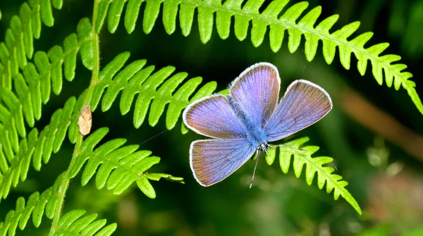 Butterfly Sierra Guadlaorma National Park Segovia Castilla Leon Spain Europe — 스톡 사진