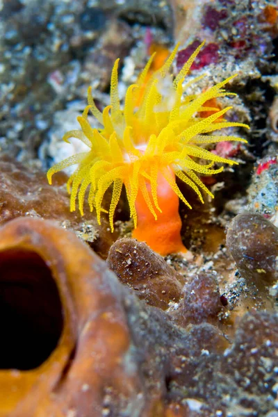 Encrusting Sea Anemone Coral Reef Ląh North Sulawesi Indonesia Asia — 图库照片