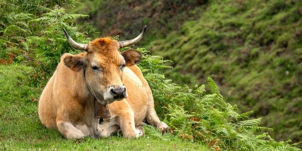 Vaca Casina Paisaje Protegido Sierra Cuera Asturias España Europa —  Fotos de Stock