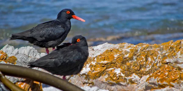 Африканский Черный Ойстерпойнт Haematopus Moquini Заповедник Уокер Бей Ганьсбай Западный — стоковое фото