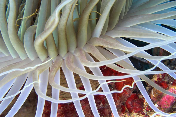 Röhrenanemone Cerianthus Membranaceus Regionalpark Cabo Cope Puntas Del Calnegre Mittelmeer — Stockfoto