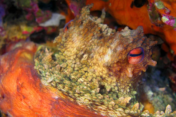Polvo Mediterrâneo Octopus Vulgaris Parque Regional Cabo Cope Puntas Del — Fotografia de Stock