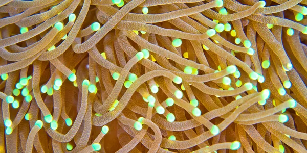 Euphyllia Hammer Coral Stony Coral Branching Coral Lembeh North Sulawesi — Φωτογραφία Αρχείου