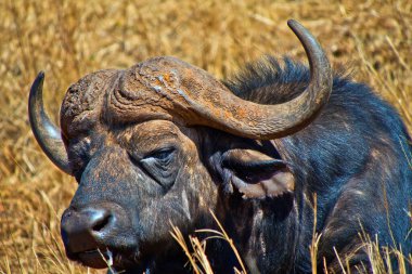 Buffalo, Syncerus caffer, Gergedan ve Aslan Doğa Rezervi, Gauteng, Güney Afrika, Afrika
