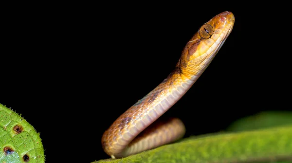 Mapepire Corde Violon Serpent Tête Plate Imantodes Cenchoa Forêt Tropicale — Photo