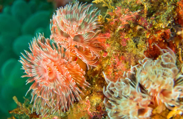 Gusanos Plumas Gusano Tubo Polychaete Coral Reef Lembeh Sulawesi Del —  Fotos de Stock